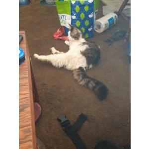 Lost Cat Loki
