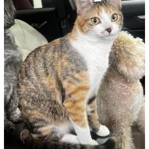 Lost Cat Peanut