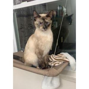 Lost Cat Chili