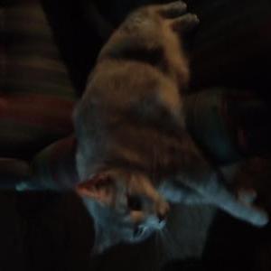 Lost Cat Kitty