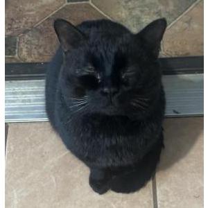 Found Cat Unknown