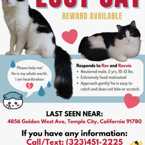 Lost Cat Rav