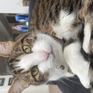 Lost Cat Gamble