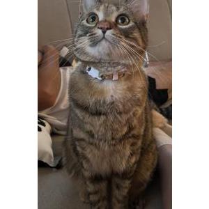 Lost Cat Honey