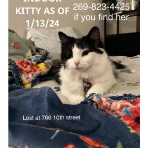 Lost Cat Poot
