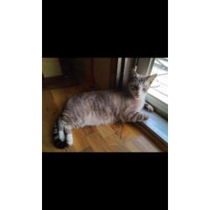 Lost Cat Chase