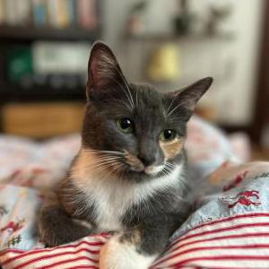 Lost Cat Cricket