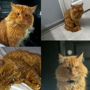 Lost Cat Chowder