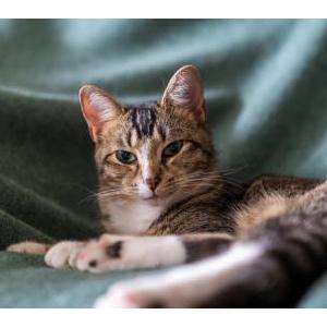 Lost Cat Rigby