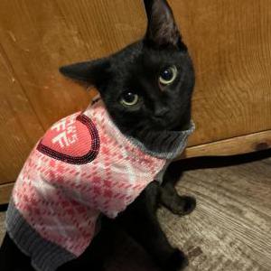 Lost Cat India
