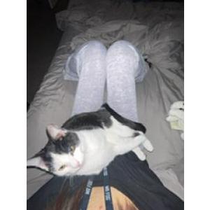 Lost Cat Vulcan