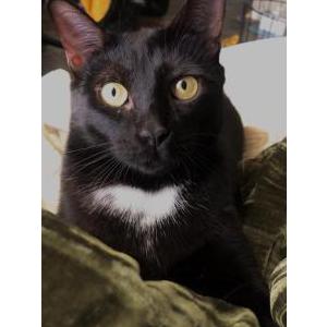 Lost Cat Flaco