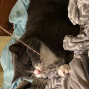 Lost Cat Leah