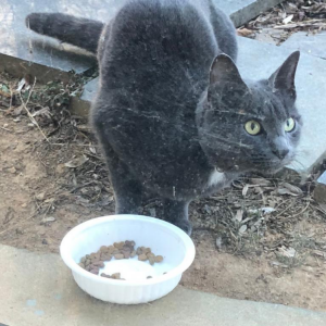 Lost Cat Emerson