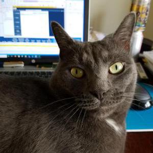 2nd Image of Emerson, Lost Cat