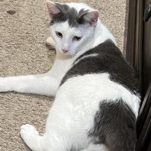 Lost Cat Ash