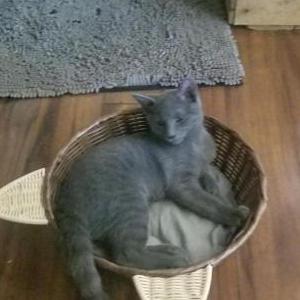 Lost Cat Smokey