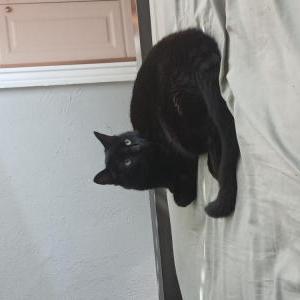 Lost Cat Lady