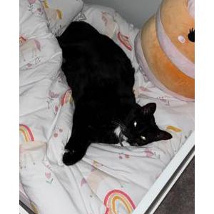 Lost Cat Socks
