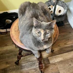 Lost Cat Sasha or just kitty
