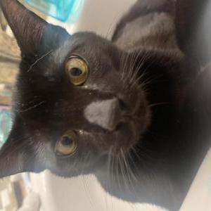 Lost Cat Theo