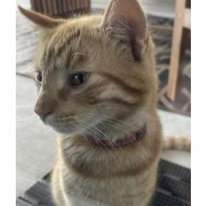 Found Cat Unknown