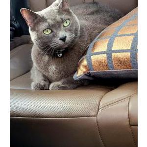 Lost Cat Jinxy
