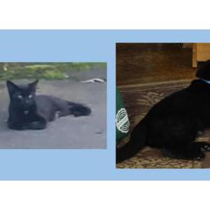 Image of Gunter, Lost Cat