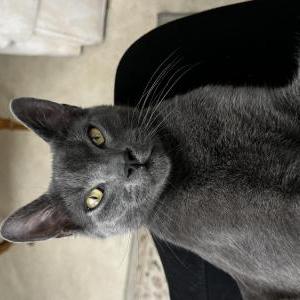 Lost Cat Smokie