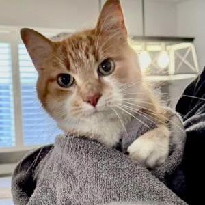 Found Cat Unknown