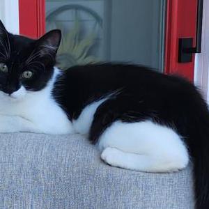 Lost Cat Leo