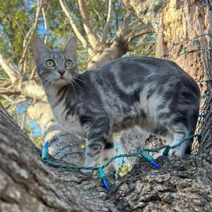 Lost Cat Violet