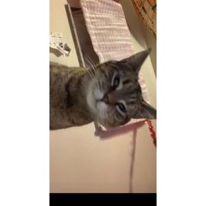 Lost Cat Nala