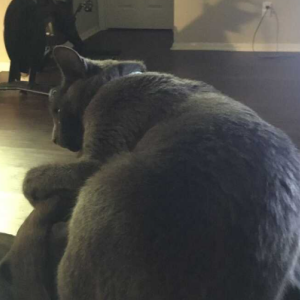 Lost Cat Gibby