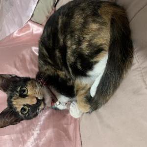 Lost Cat Cleosita