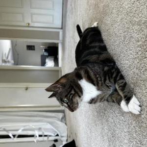 Lost Cat Tofu