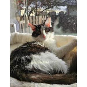 Lost Cat Alu