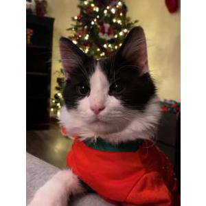 Lost Cat Benji