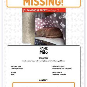 Lost Cat Milo