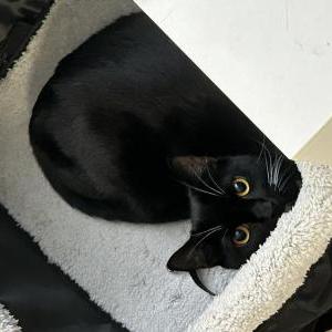 Lost Cat Soot