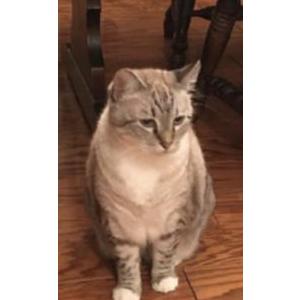Lost Cat Milo
