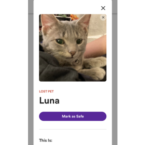 Lost Cat Luna