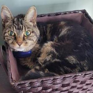 Lost Cat Bailey (Kitties)