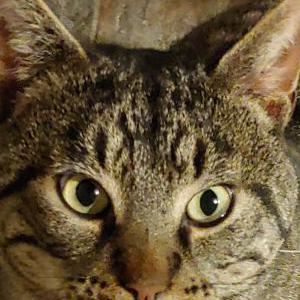 Found Cat Unknown