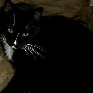 Lost Cat Bert