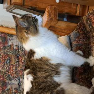Found Cat Unkown
