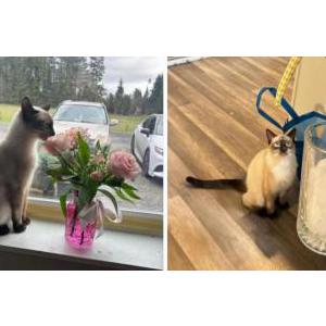 Lost Cat Bruno