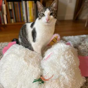 Lost Cat Franklin