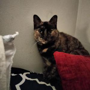 Lost Cat Spot