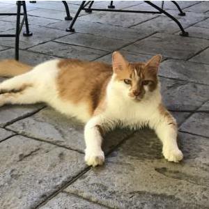 Lost Cat Austin